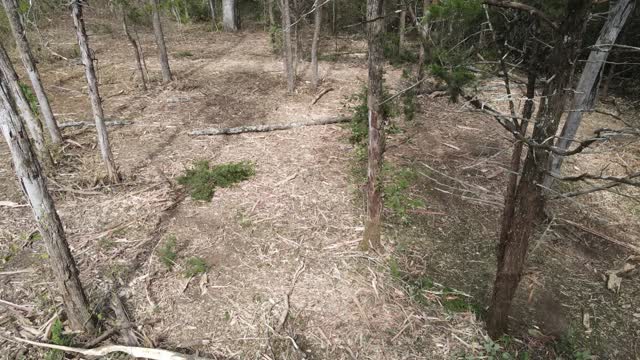 Finished ground after drum mulching in Lascassas, TN: an even mulch layer between the trees left standing